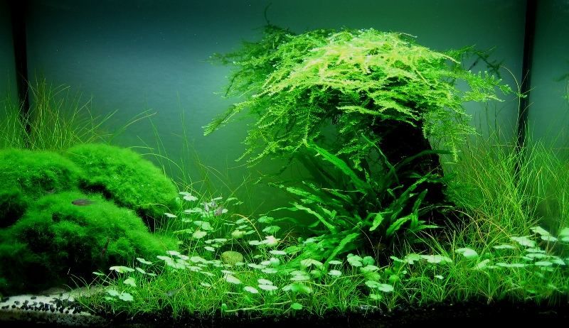 Aquarium Supplies
