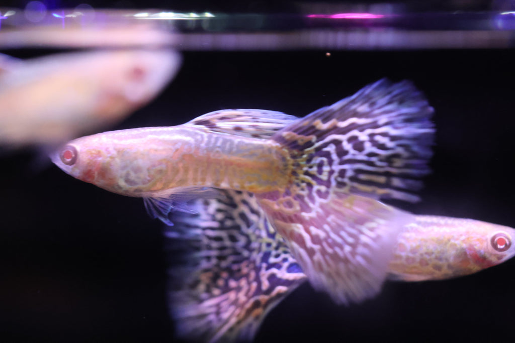 Albino Yellow King Cobra Guppy