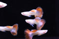 Albino Red Dragon Guppy