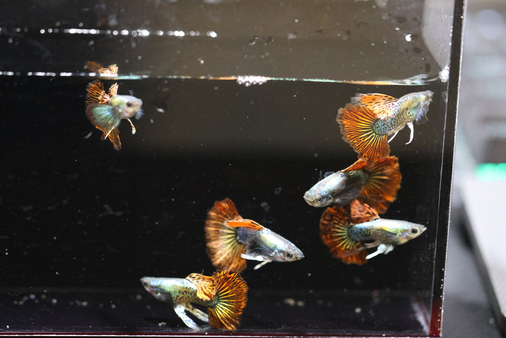 Red Dragon Ribbon Guppy