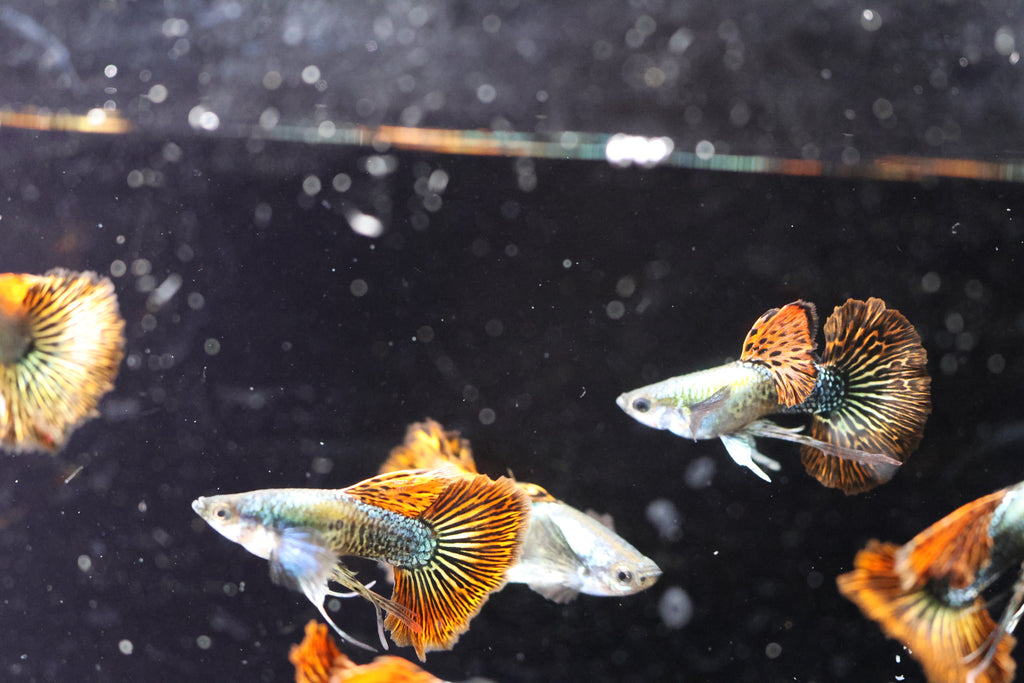 Red Dragon Ribbon Guppy