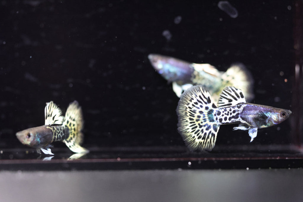 Metal Leopard Guppy