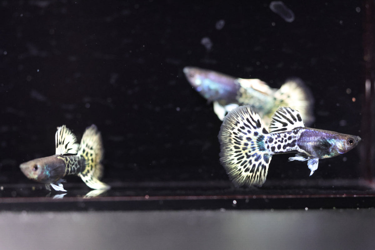 Metal Leopard Guppy