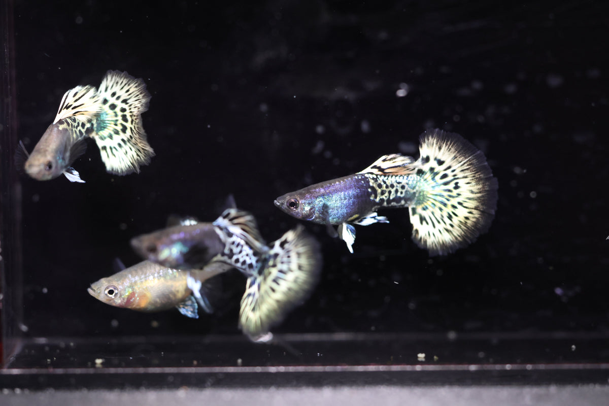 Metal Leopard Guppy