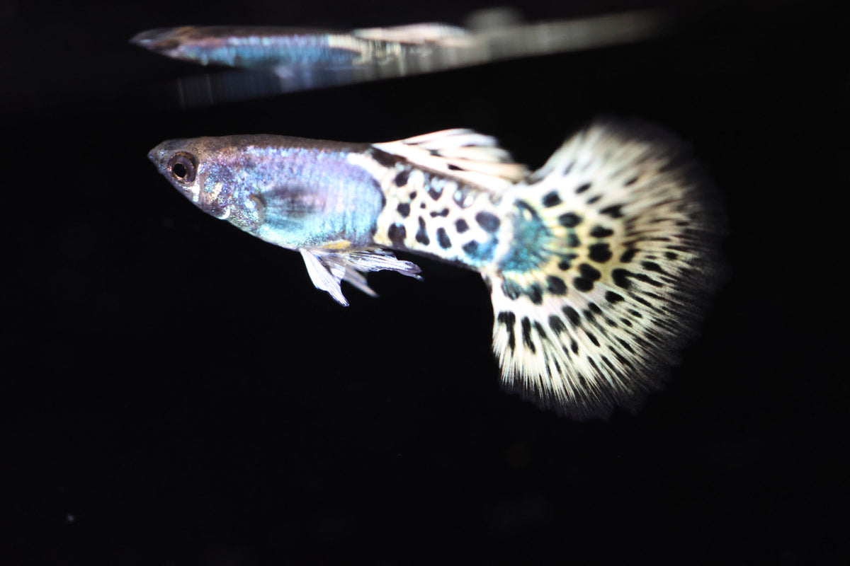 Metal Leopard Guppy