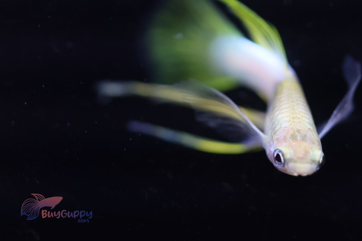 Yellow Pingu Ribbon Guppy