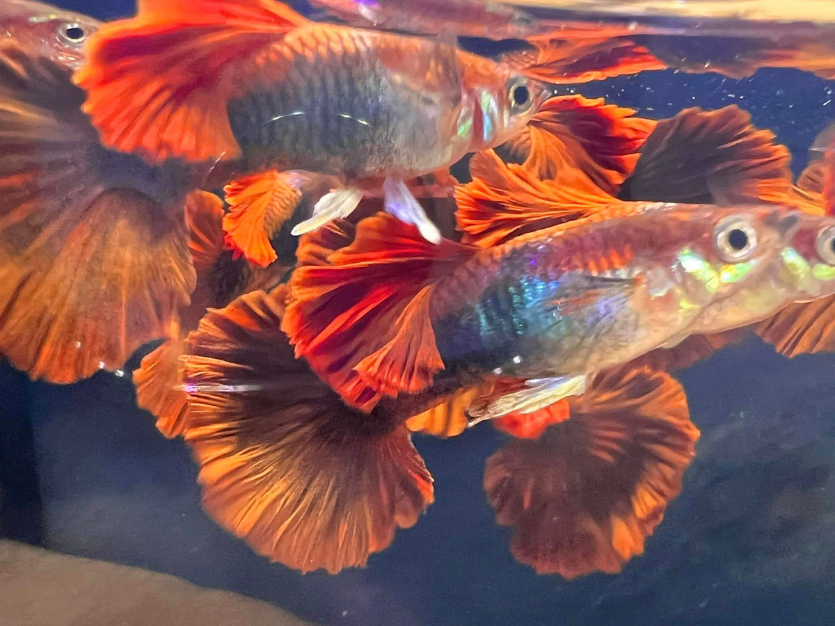 Hb Red Rose Guppy