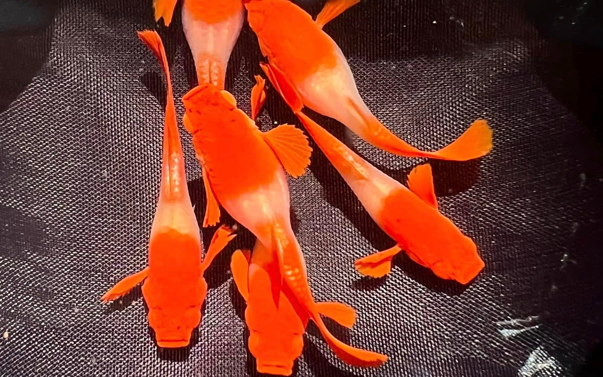 Koi red ear guppy