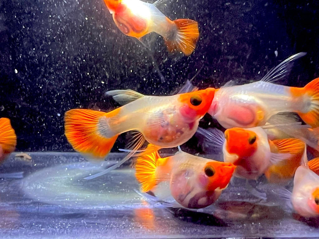 Koi Short GlassBelly