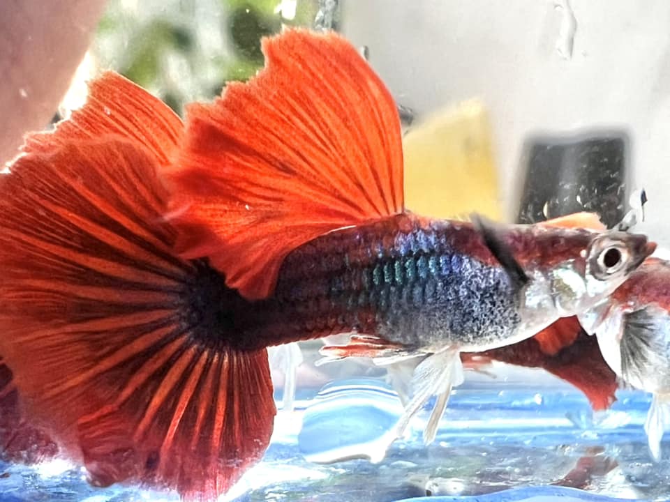 Hb Red Rose Guppy
