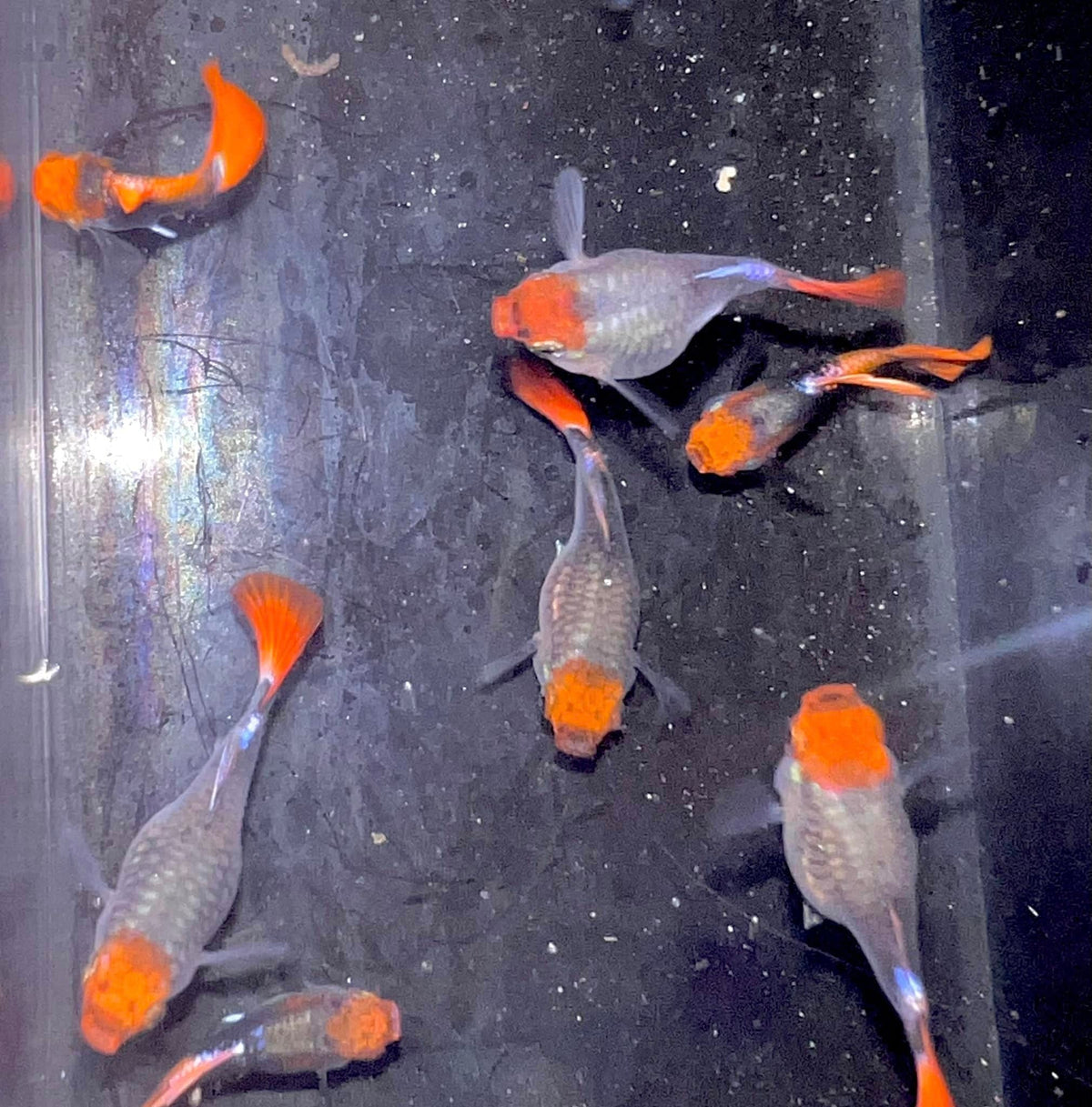 Black koi short ribbon sharkfin guppy