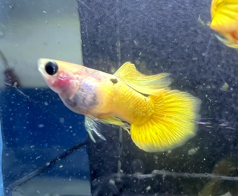 Gold Short GlassBelly Guppy