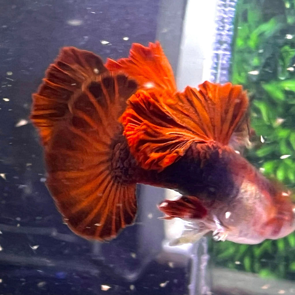 Hb Red Rose Guppy