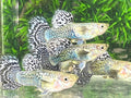 White Tiger Guppy