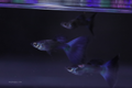 Blue Moscow Guppy