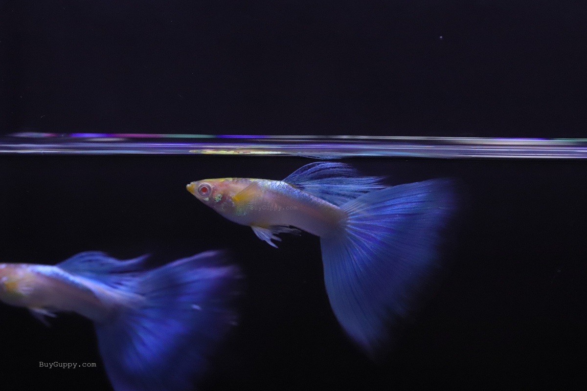 Blue Topaz Guppy