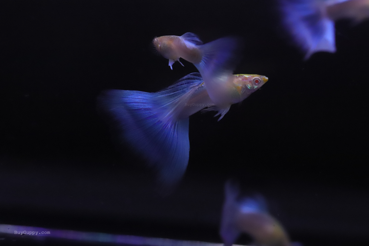Blue Topaz Guppy Ribbon