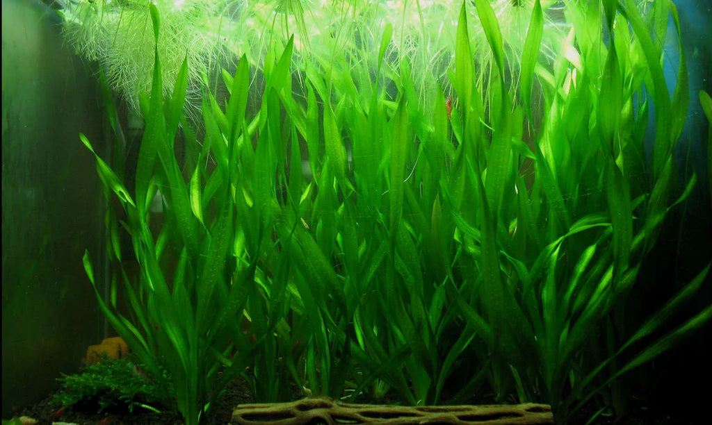 Corkscrew Vallisneria (Vallisneria Contortionist)