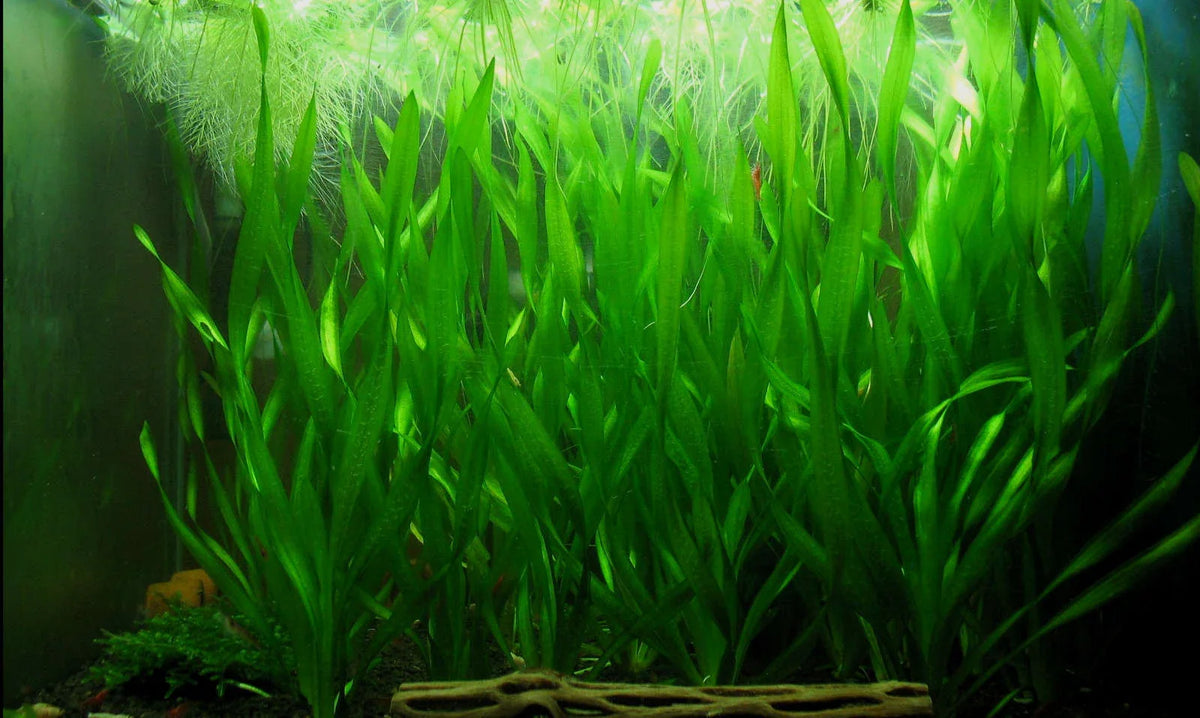 Corkscrew Vallisneria (Vallisneria Contortionist)