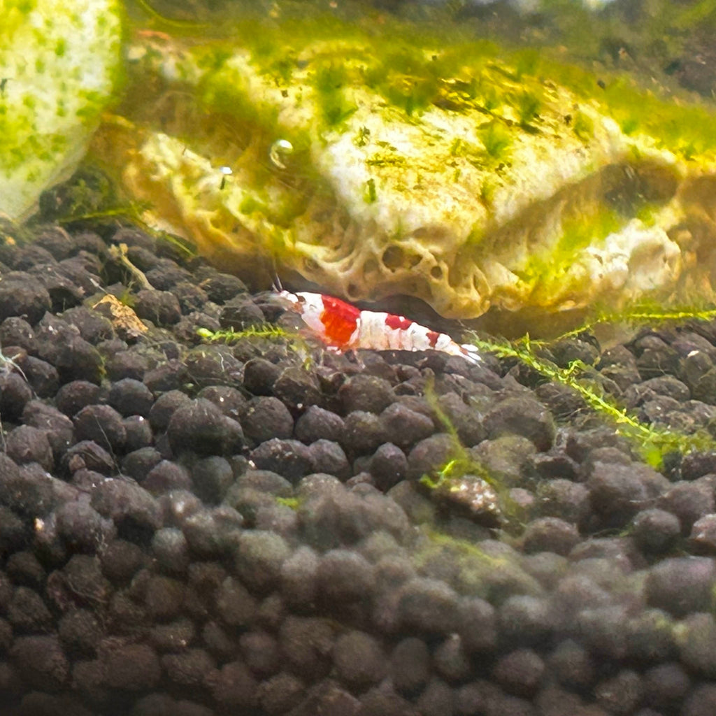 Pure Red Line Shrimp