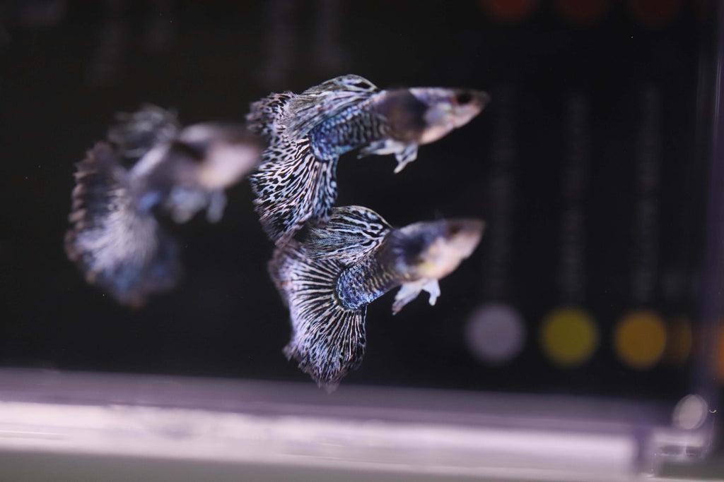 Purple Dragon Guppy
