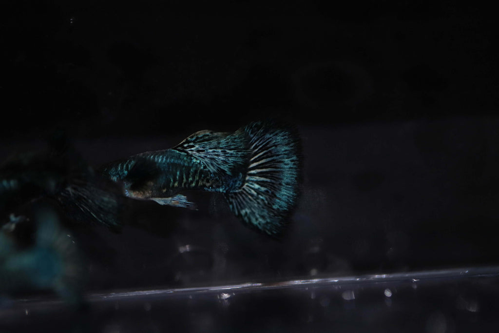 Green dragon guppy
