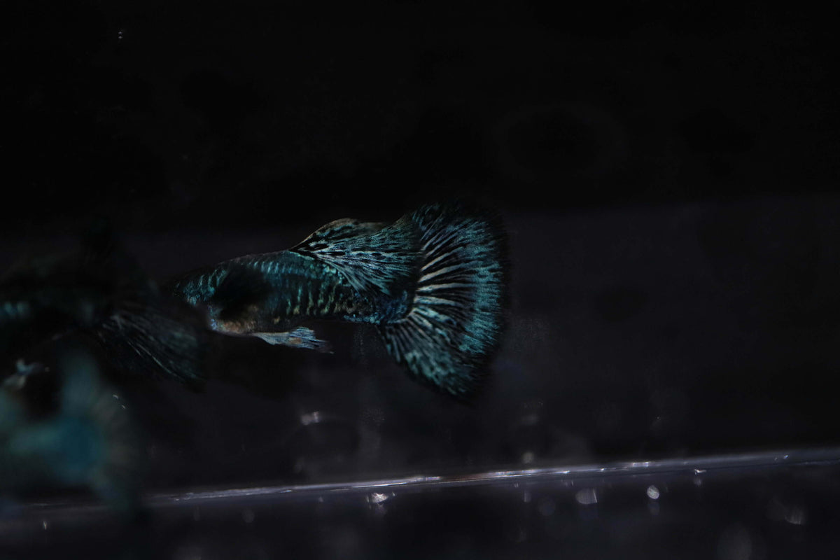 Green dragon guppy