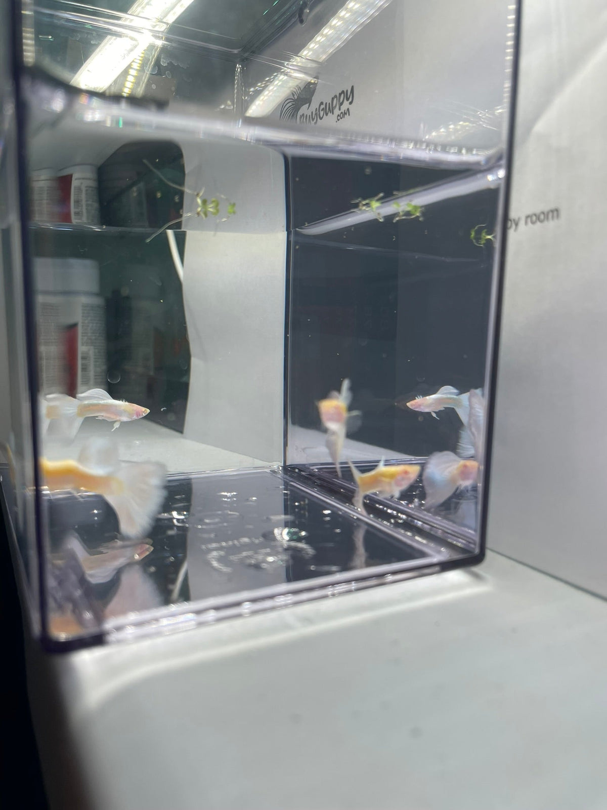Albino full white platinum