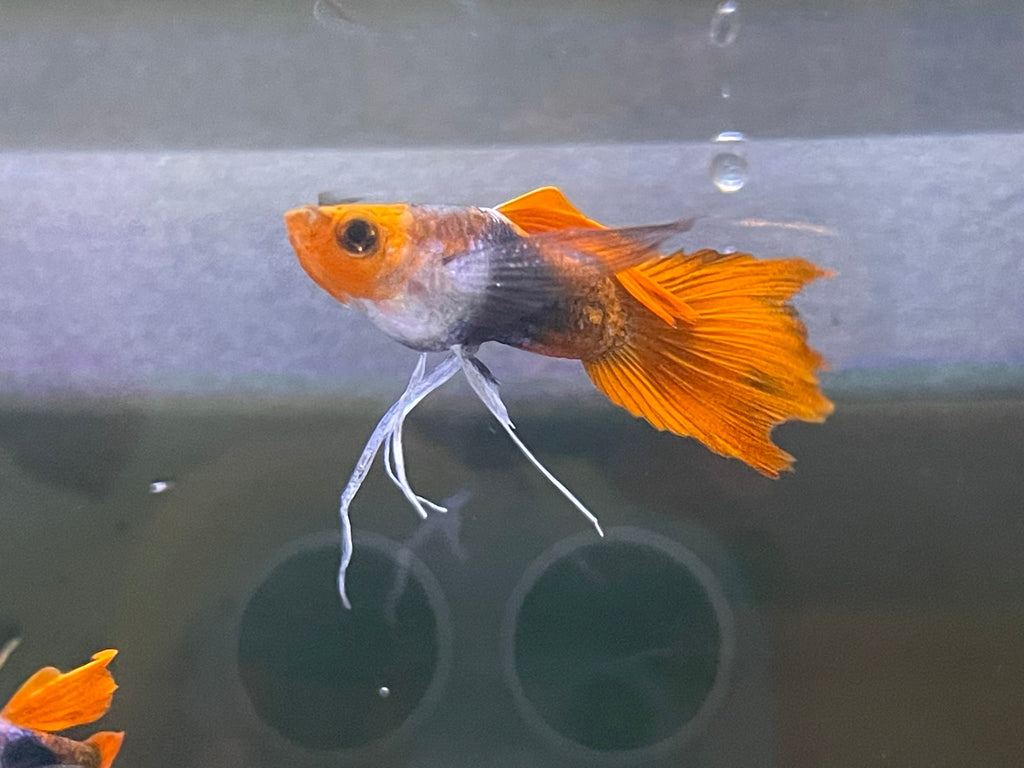 Black Koi Ribbon Butterfly Ears