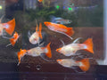 Wild Koi Short Long Ribbon