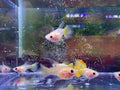 Gold Short glassbelly Ribbon Guppy