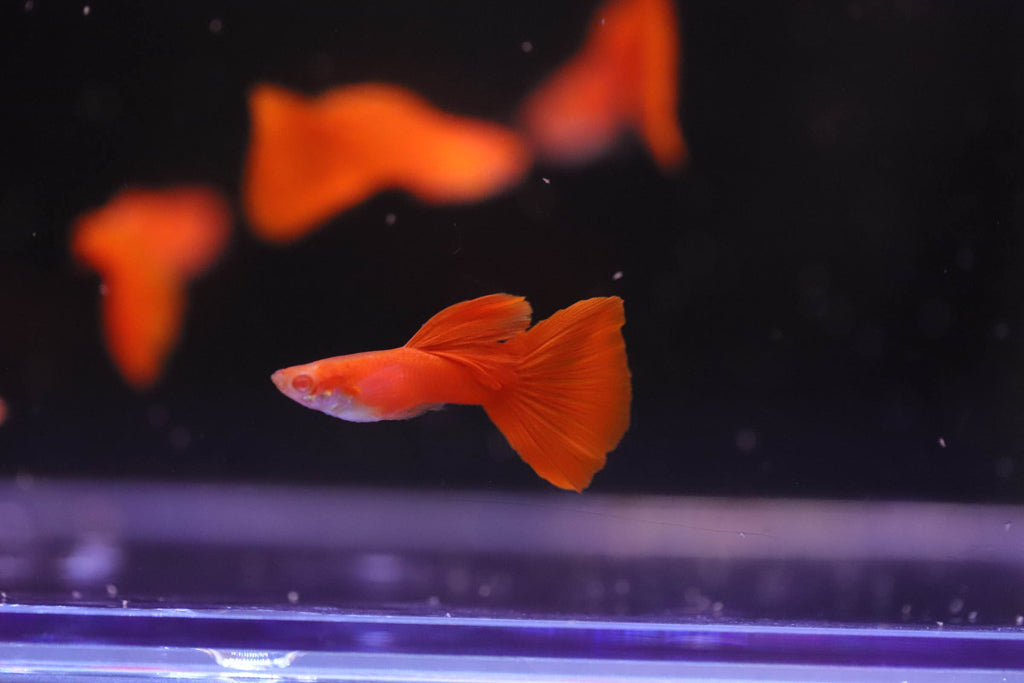 Albino Full Red Guppy