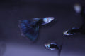 HB Blue Guppy