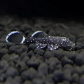 L183 Starlight Bushynose Pleco (Ancistrus dolichopterus)