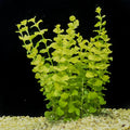 Creeping Jenny (Lysimachia nummularia)
