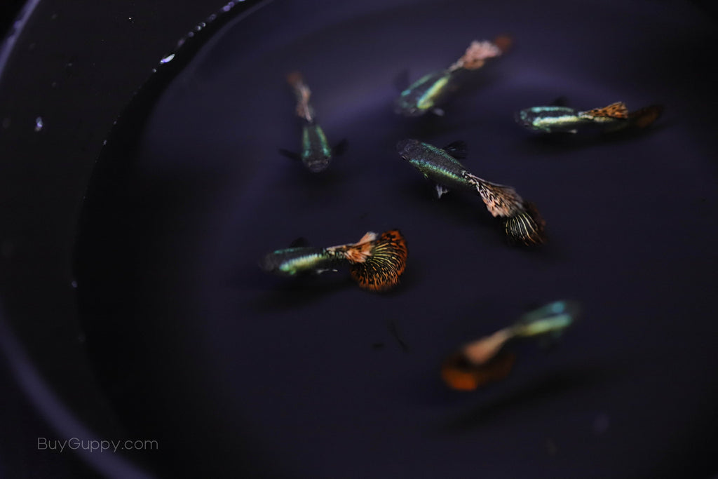 Red dragon guppy