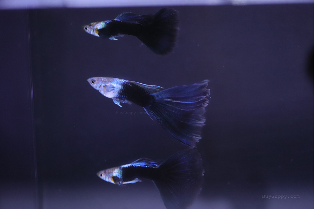 HB Blue Guppy