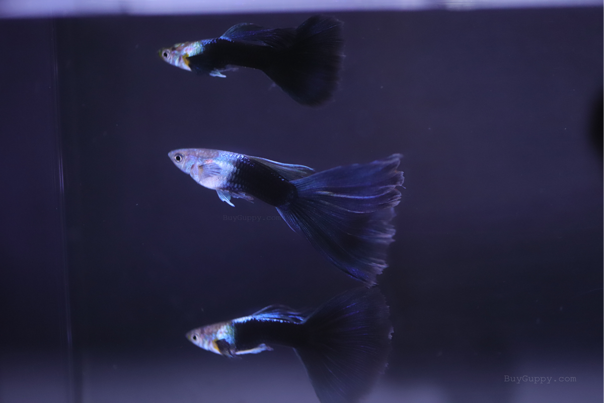 HB Blue Guppy