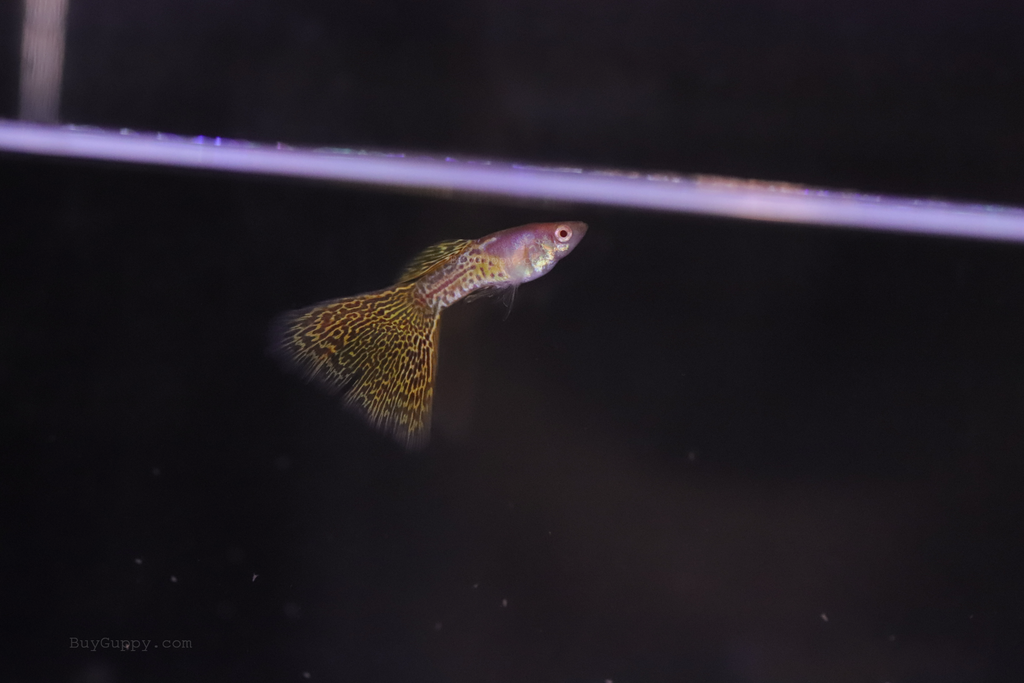 Albino Yellow Lace guppy