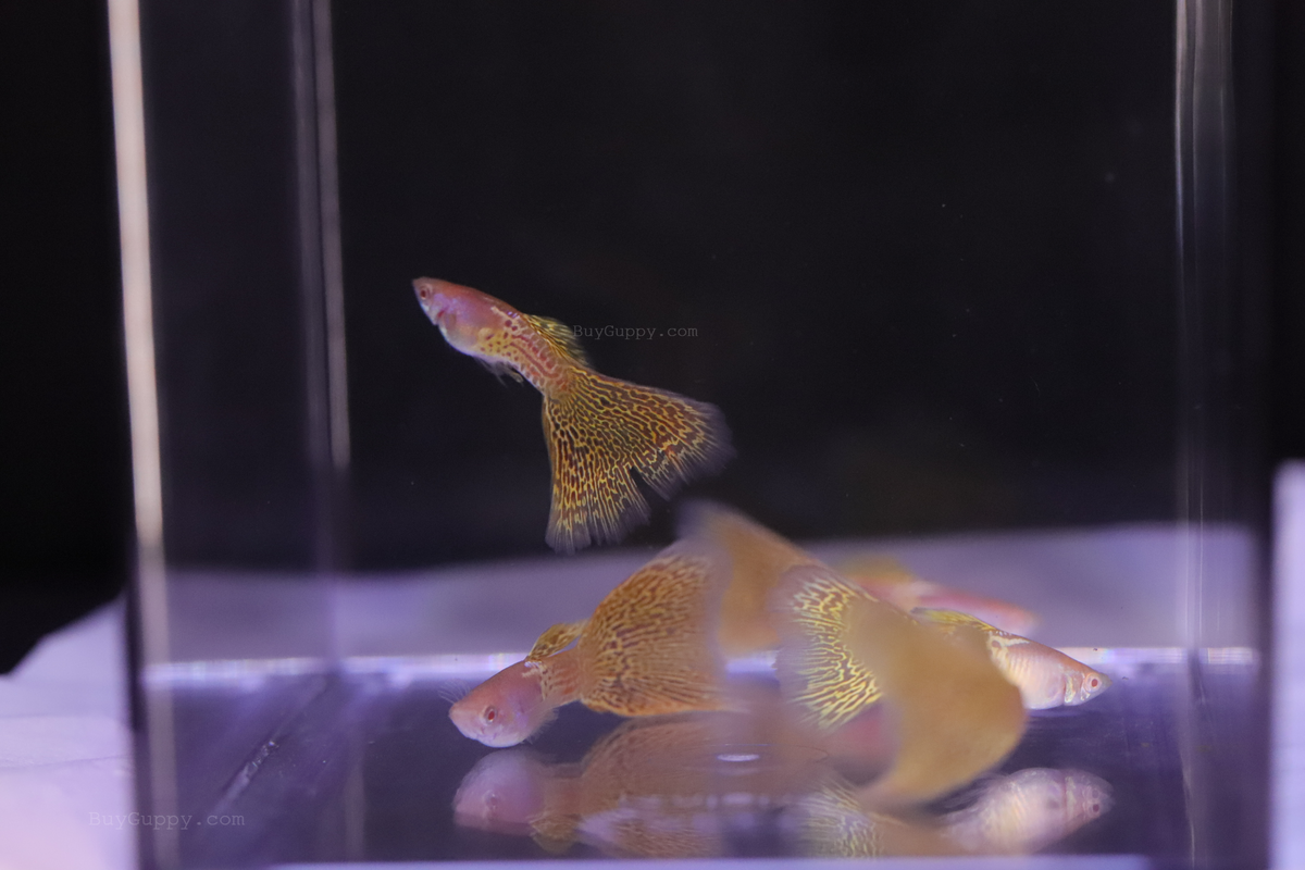 Albino Yellow Lace guppy