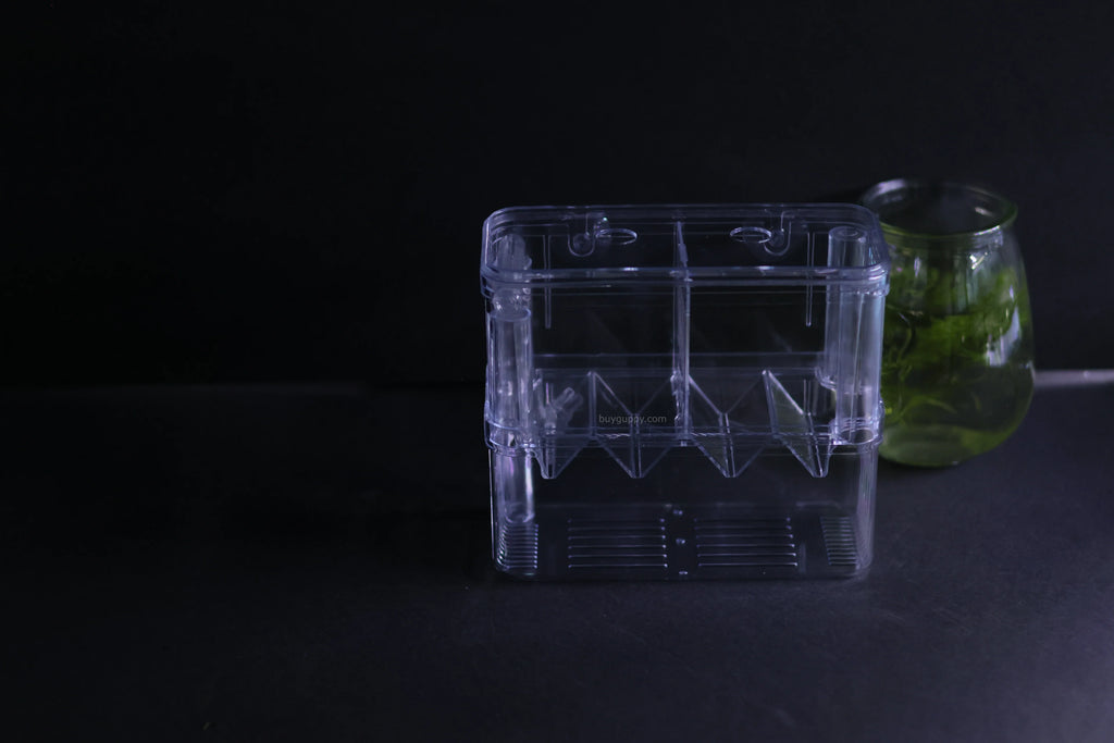 Guppy Breeder Box (Large)