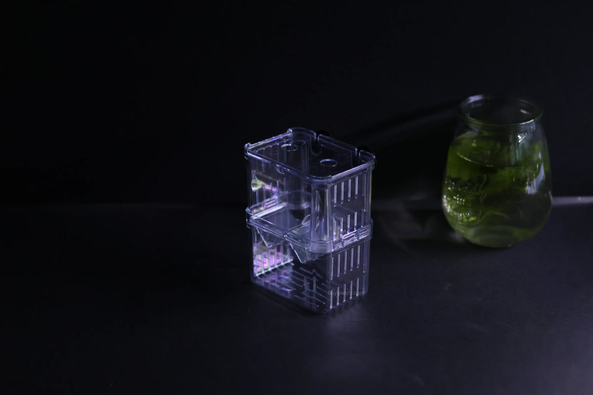 Guppy Breeder Box (Medium)