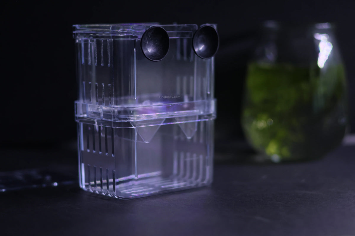 Guppy Breeder Box (Medium)