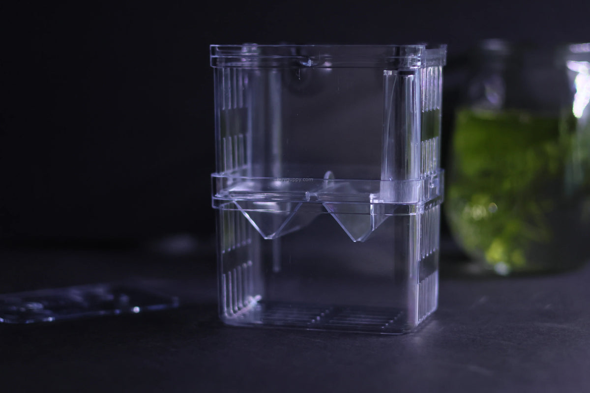 Guppy Breeder Box (Medium)