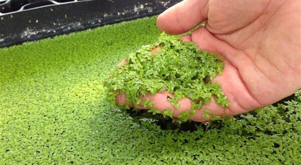 Duckweed "Lemma Minor"