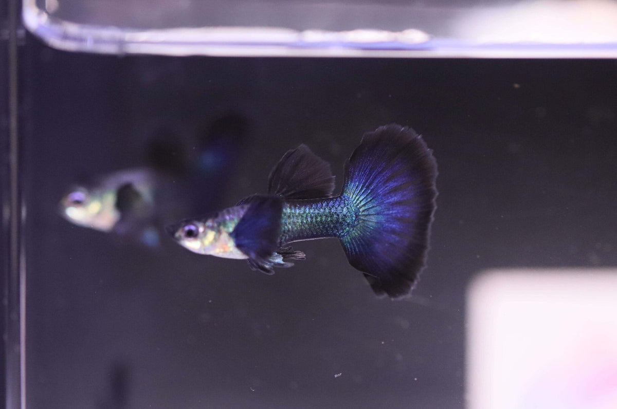 Dark night half moon Guppy